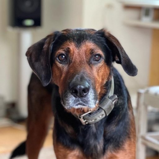 Bailey-snygg-512x512